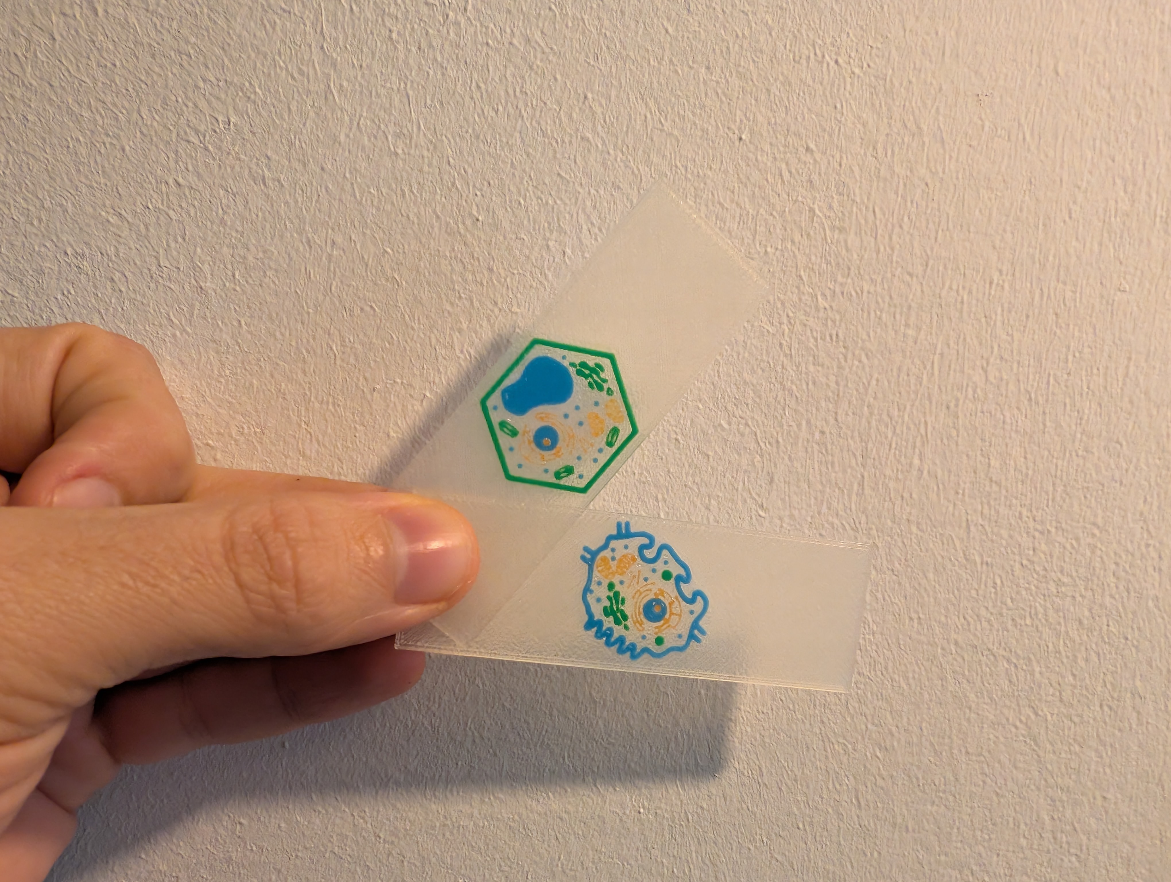 Didático - Lâmina de Microscópio célula Animal e Vegetal